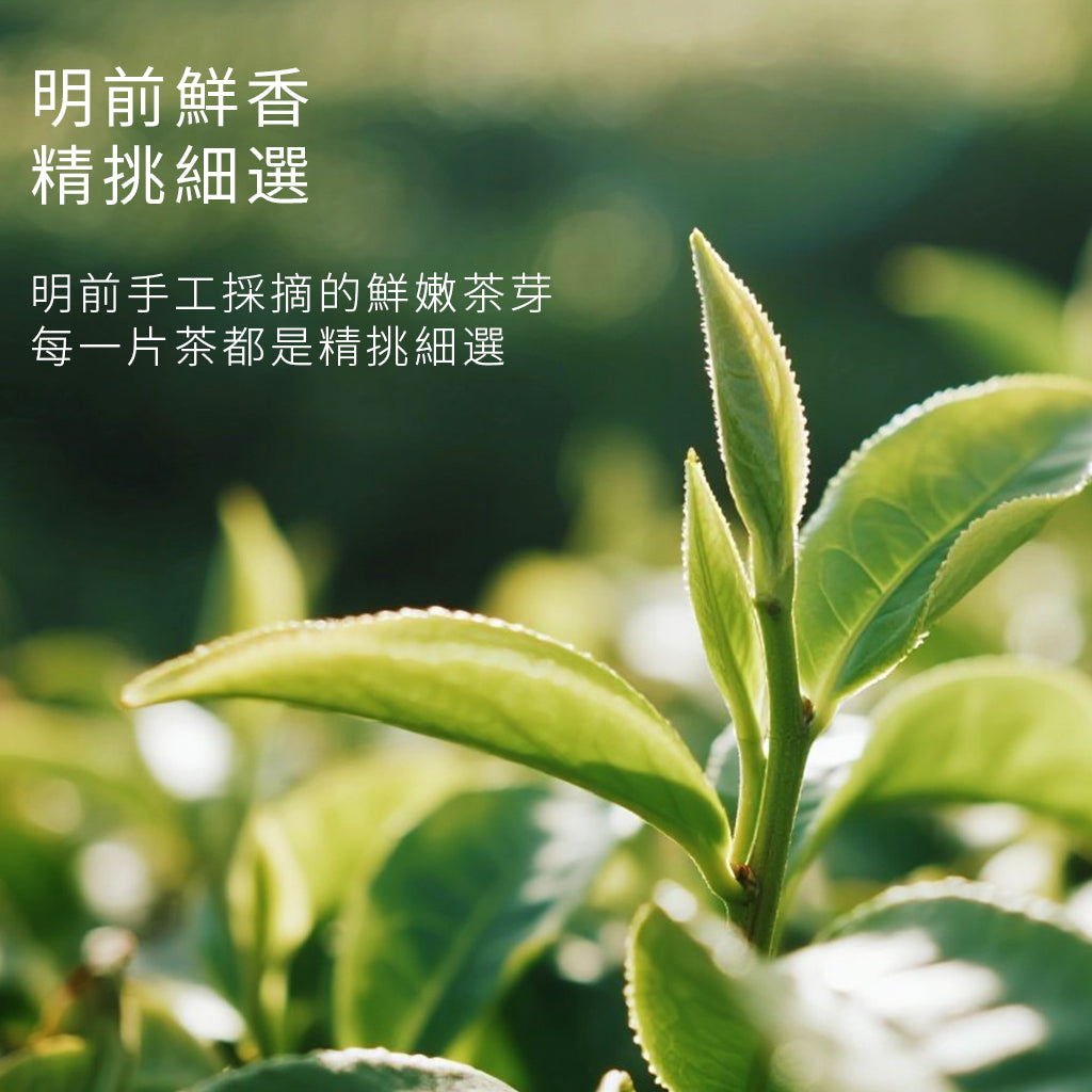 洞庭‧銀香碧螺春